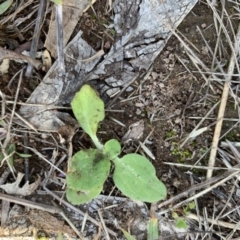 Cymbonotus sp. (preissianus or lawsonianus) (Bears Ears) at Molonglo Valley, ACT - 30 May 2020 by JanetRussell