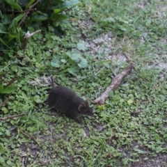 Antechinus mimetes mimetes (Dusky Antechinus) at Currowan, NSW - 6 Nov 2018 by UserCqoIFqhZ