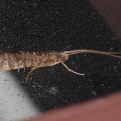 LEPTOCERIDAE at Lilli Pilli, NSW - 28 May 2020 by jbromilow50