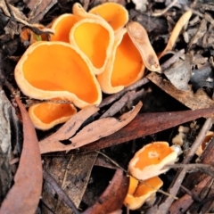 Aleuria sp. (An Orange peel fungus) at Lower Cotter Catchment - 31 May 2020 by Sarah2019
