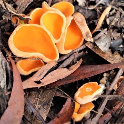 Aleuria sp. (An Orange peel fungus) at Cotter River, ACT - 31 May 2020 by Sarah2019