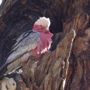 Eolophus roseicapilla at Hughes, ACT - 31 May 2020