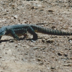 Varanus rosenbergi (Heath or Rosenberg's Monitor) at Kowen Escarpment - 24 Feb 1985 by MichaelMulvaney