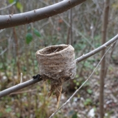 Rhipidura albiscapa (Grey Fantail) at Deakin, ACT - 31 May 2020 by JackyF