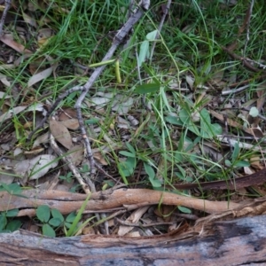 Glycine tabacina at Deakin, ACT - 31 May 2020