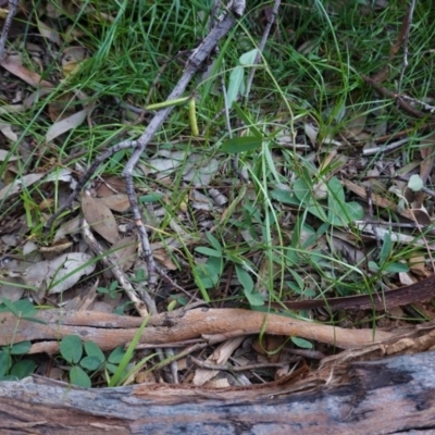 Glycine tabacina (Variable Glycine) at Deakin, ACT - 31 May 2020 by JackyF