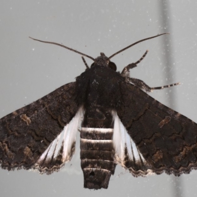 Pataeta carbo (Dark Euteliid) at Lilli Pilli, NSW - 28 May 2020 by jbromilow50