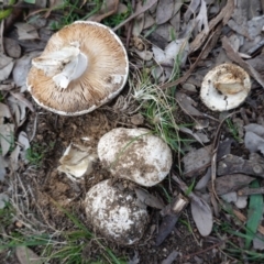 Amanita sp. (Amanita sp.) at Deakin, ACT - 31 May 2020 by JackyF