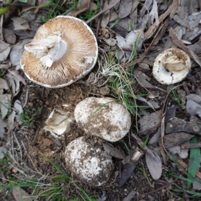 Amanita sp. (Amanita sp.) at Deakin, ACT - 31 May 2020 by JackyF