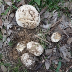 Amanita sp. at Deakin, ACT - 31 May 2020