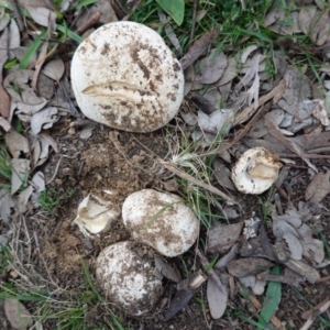 Amanita sp. at Deakin, ACT - 31 May 2020