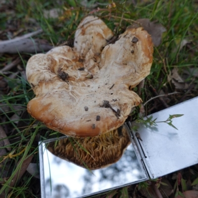 Phylloporus sp. at Deakin, ACT - 31 May 2020 by JackyF