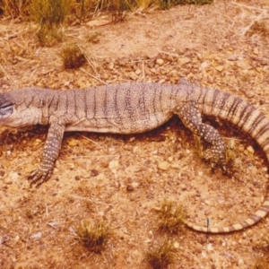 Varanus rosenbergi at Hawker, ACT - 15 Dec 1987