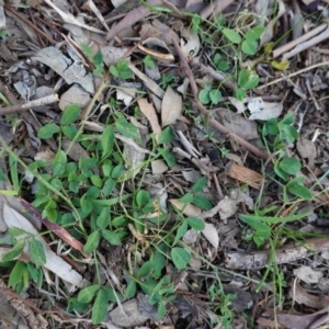 Glycine tabacina at Deakin, ACT - 31 May 2020