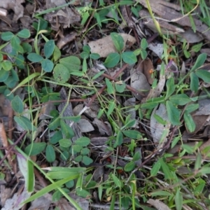 Glycine tabacina at Deakin, ACT - 31 May 2020