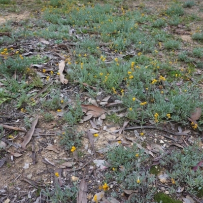 Chrysocephalum apiculatum (Common Everlasting) at Deakin, ACT - 31 May 2020 by JackyF