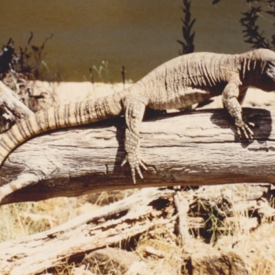 Varanus rosenbergi (Heath or Rosenberg's Monitor) at Holt, ACT - 15 Jan 1986 by MichaelMulvaney