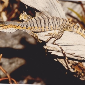 Varanus rosenbergi at Googong, NSW - suppressed