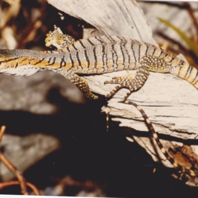 Varanus rosenbergi (Heath or Rosenberg's Monitor) at Googong Foreshore - 15 Nov 1987 by MichaelMulvaney