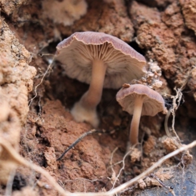 Unidentified Fungus at Lower Cotter Catchment - 31 May 2020 by Sarah2019