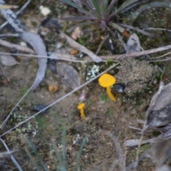 Lichenomphalia chromacea (Yellow Navel) at Mongarlowe, NSW - 31 May 2020 by LisaH