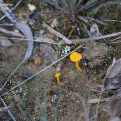 Lichenomphalia chromacea (Yellow Navel) at Mongarlowe, NSW - 31 May 2020 by LisaH