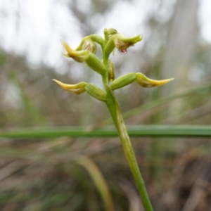 Corunastylis cornuta at Aranda, ACT - 5 Apr 2014