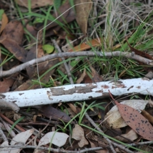 Corticioid fungi at Mongarlowe, NSW - 31 May 2020 04:55 PM