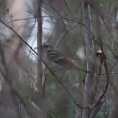 Pachycephala pectoralis (Golden Whistler) at Mongarlowe River - 31 May 2020 by LisaH