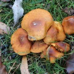 Unidentified Fungus at Mongarlowe, NSW - 31 May 2020 by LisaH