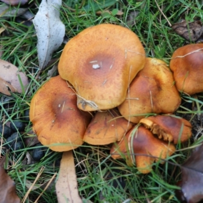 Unidentified Fungus at Mongarlowe River - 31 May 2020 by LisaH