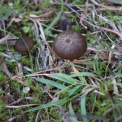 zz agaric (stem; gills not white/cream) at Mongarlowe, NSW - 31 May 2020 by LisaH