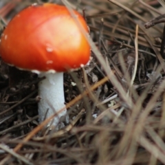 Amanita muscaria (Fly Agaric) at Mongarlowe, NSW - 31 May 2020 by LisaH