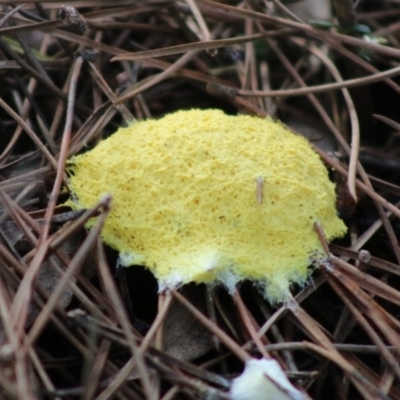 Fuligo septica (Scrambled egg slime) at Mongarlowe River - 31 May 2020 by LisaH