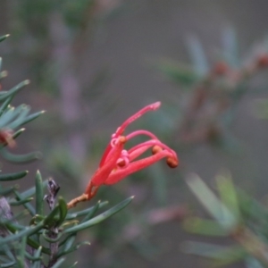 Grevillea juniperina subsp. villosa at Mongarlowe, NSW - 31 May 2020 02:05 PM