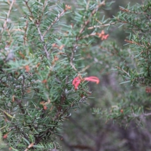 Grevillea juniperina subsp. villosa at Mongarlowe, NSW - 31 May 2020 02:05 PM