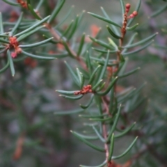 Grevillea juniperina subsp. villosa at Mongarlowe, NSW - 31 May 2020 02:05 PM