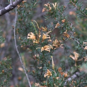 Grevillea juniperina subsp. villosa at Mongarlowe, NSW - 31 May 2020