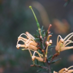 Grevillea juniperina subsp. villosa at Mongarlowe, NSW - 31 May 2020 01:06 PM