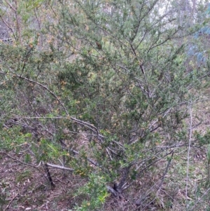 Grevillea juniperina subsp. villosa at Mongarlowe, NSW - 31 May 2020