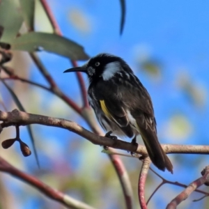 Phylidonyris novaehollandiae at Fyshwick, ACT - 29 May 2020