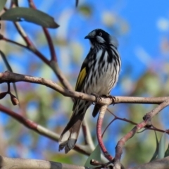 Phylidonyris novaehollandiae at Fyshwick, ACT - 29 May 2020