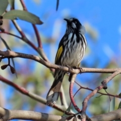 Phylidonyris novaehollandiae at Fyshwick, ACT - 29 May 2020 12:53 PM