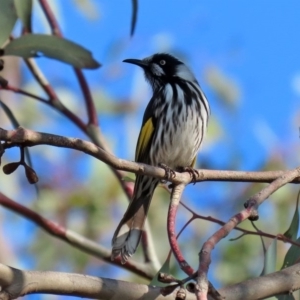 Phylidonyris novaehollandiae at Fyshwick, ACT - 29 May 2020