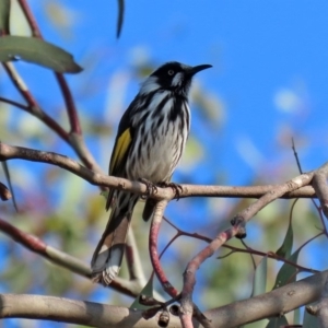 Phylidonyris novaehollandiae at Fyshwick, ACT - 29 May 2020 12:53 PM