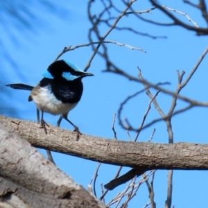 Malurus cyaneus at Fyshwick, ACT - 29 May 2020 12:04 PM