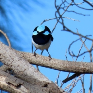 Malurus cyaneus at Fyshwick, ACT - 29 May 2020 12:04 PM