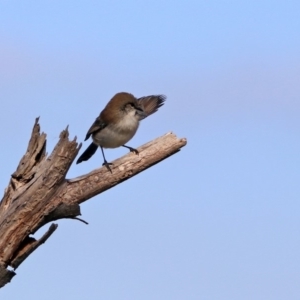 Malurus cyaneus at Fyshwick, ACT - 29 May 2020