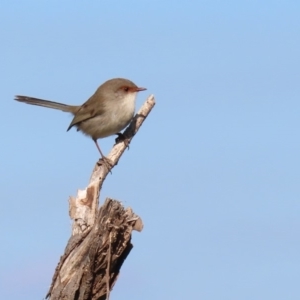 Malurus cyaneus at Fyshwick, ACT - 29 May 2020 12:04 PM