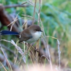 Malurus cyaneus at Fyshwick, ACT - 29 May 2020 12:04 PM